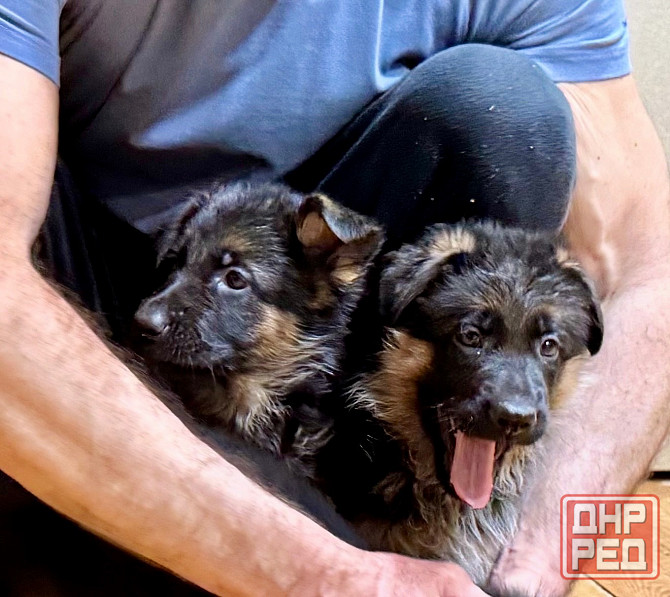 Щенки -красавцы чистопородные немецкой овчарки Донецк - изображение 2