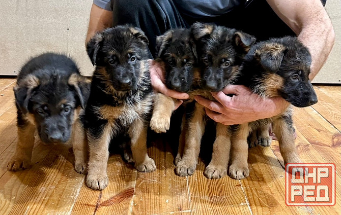 Щенки -красавцы чистопородные немецкой овчарки Донецк - изображение 3