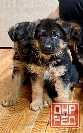 Щенки -красавцы чистопородные немецкой овчарки Донецк - изображение 1