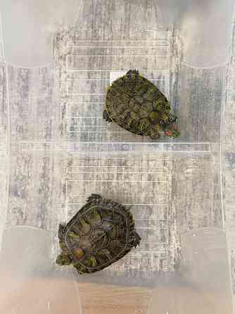 Красноухие черепахи Макеевка