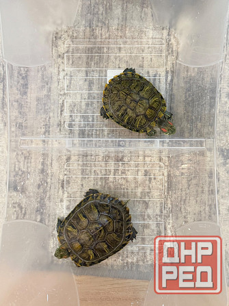 Красноухие черепахи Макеевка - изображение 1