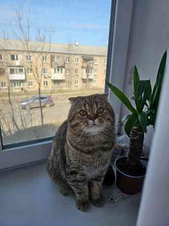 Вязка. Шотландский вислоухий кот Макеевка