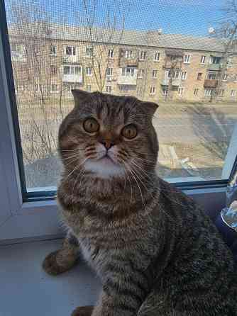 Вязка. Шотландский вислоухий кот Макеевка