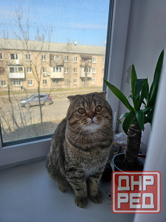 Вязка. Шотландский вислоухий кот Макеевка - изображение 1