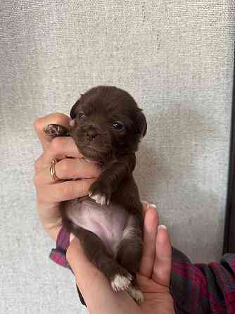 Щенки Чихуахуа 04.03.26 Донецк