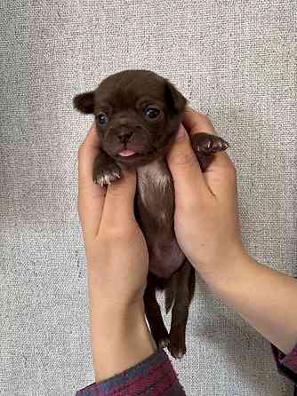 Щенки Чихуахуа 04.03.26 Донецк