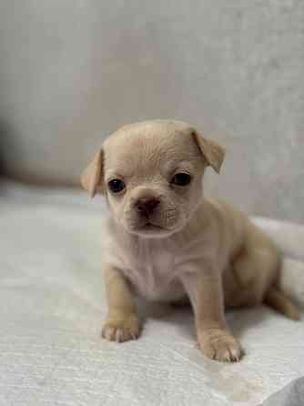 Щенки Чихуахуа 04.03.26 Донецк