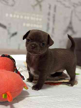 Щенки Чихуахуа 04.03.26 Донецк