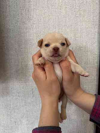 Щенки Чихуахуа 04.03.26 Донецк