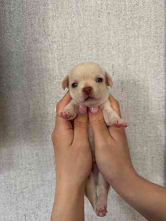 Щенки Чихуахуа 04.03.26 Донецк