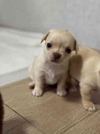 Щенки Чихуахуа 04.03.26 Донецк