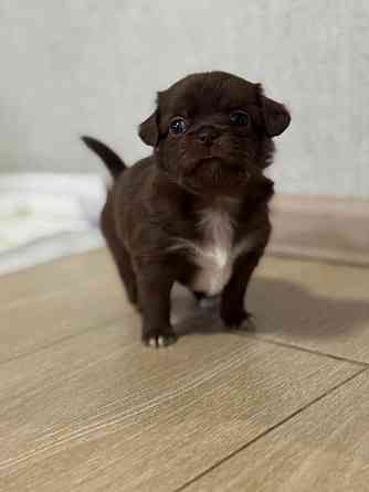 Щенки Чихуахуа 04.03.26 Донецк