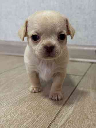 Щенки Чихуахуа 04.03.26 Донецк