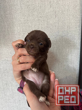 Щенки Чихуахуа 04.03.26 Донецк - изображение 2