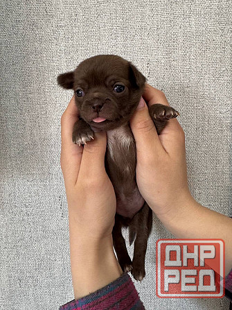 Щенки Чихуахуа 04.03.26 Донецк - изображение 3