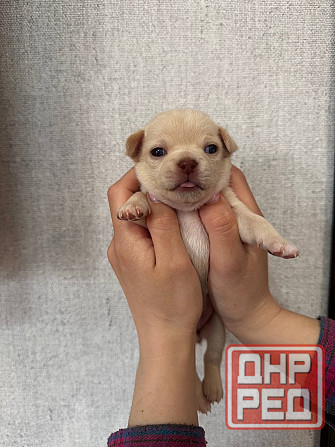 Щенки Чихуахуа 04.03.26 Донецк - изображение 5