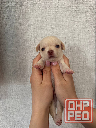 Щенки Чихуахуа 04.03.26 Донецк - изображение 4