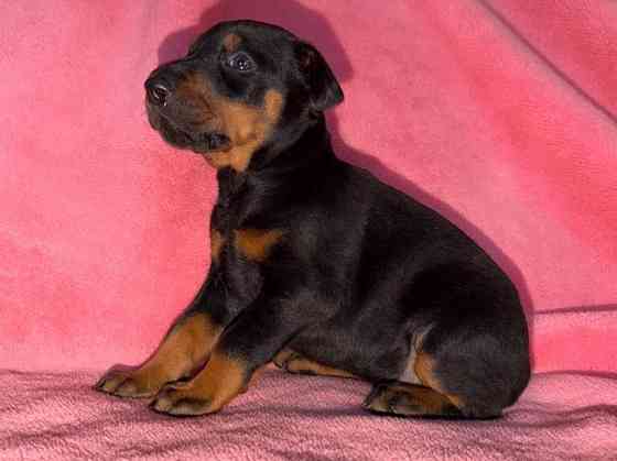 Щенки добермана на бронь Иловайск
