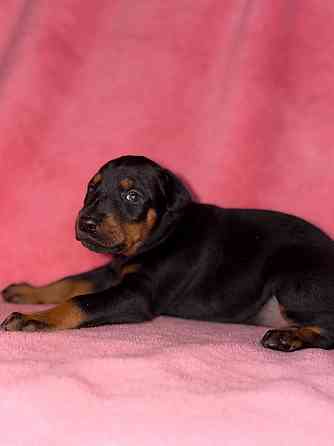 Щенки добермана на бронь Иловайск