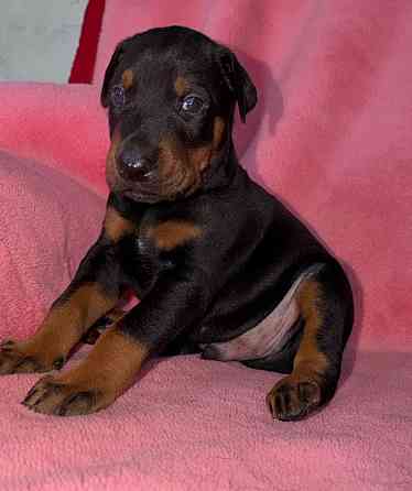 Щенки добермана на бронь Иловайск