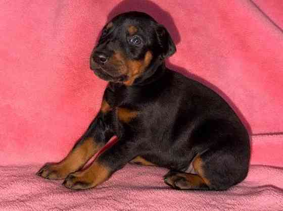 Щенки добермана на бронь Иловайск