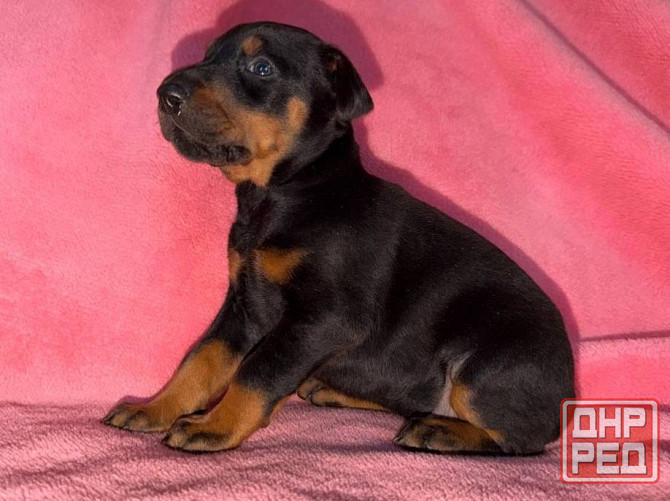 Щенки добермана на бронь Иловайск - изображение 1