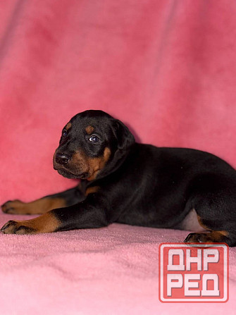 Щенки добермана на бронь Иловайск - изображение 4