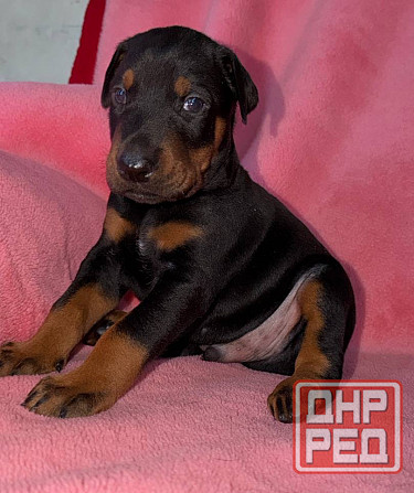 Щенки добермана на бронь Иловайск - изображение 3