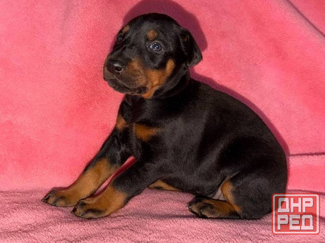 Щенки добермана на бронь Иловайск - изображение 2