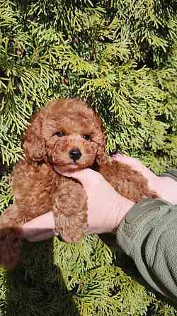 Тэдди пудель( той миниатюра)! Горловка