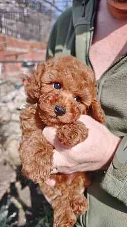 Тэдди пудель( той миниатюра)! Горловка