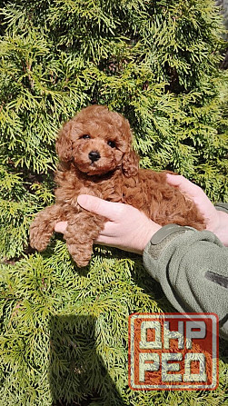 Тэдди пудель( той миниатюра)! Горловка - изображение 4