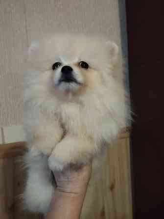 Щенок померанского шпица Донецк