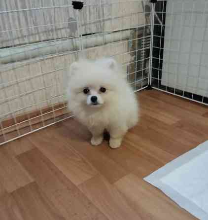 Щенок померанского шпица Донецк