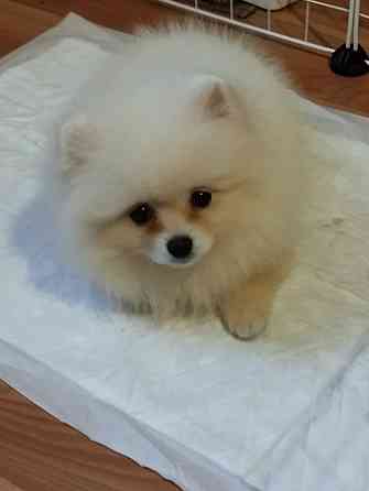 Щенок померанского шпица Донецк