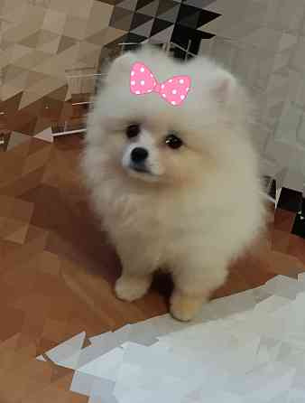 Щенок померанского шпица Донецк