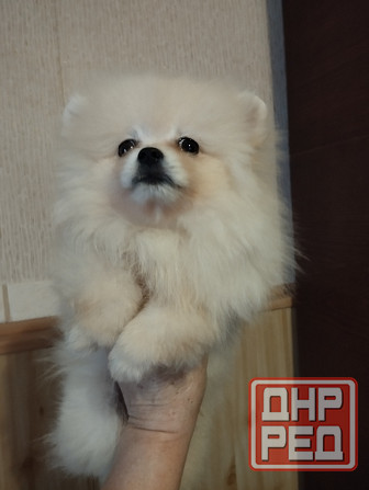 Щенок померанского шпица Донецк - изображение 4