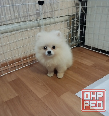 Щенок померанского шпица Донецк - изображение 1