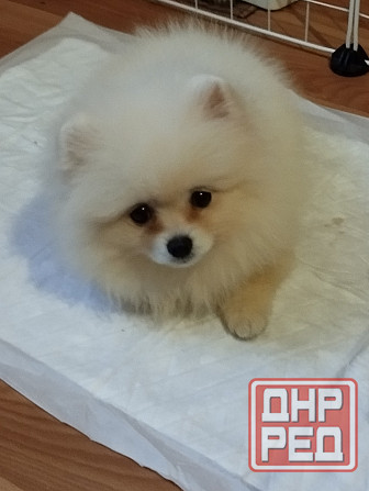 Щенок померанского шпица Донецк - изображение 3