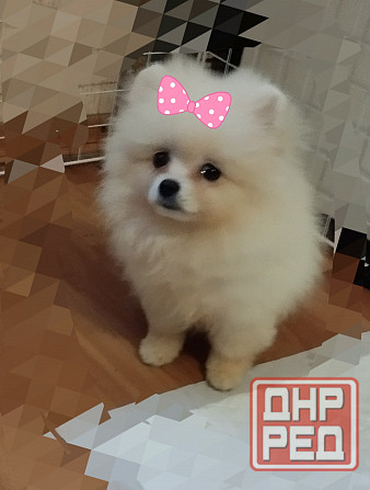 Щенок померанского шпица Донецк - изображение 2