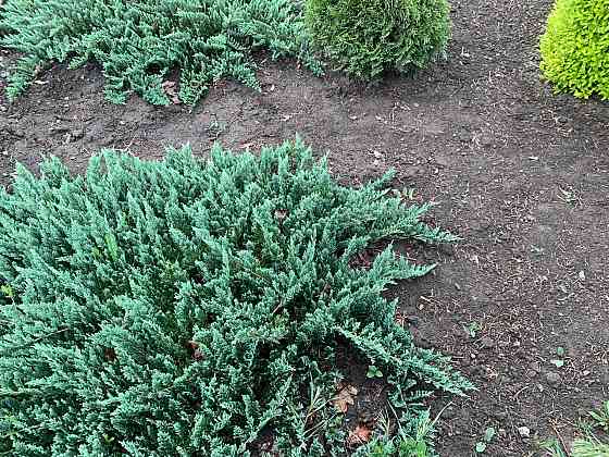 Можжевельник Донецк