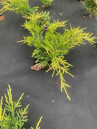 Можжевельник Донецк