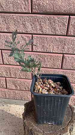 Можжевельник Донецк