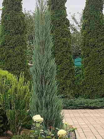 Можжевельник Донецк