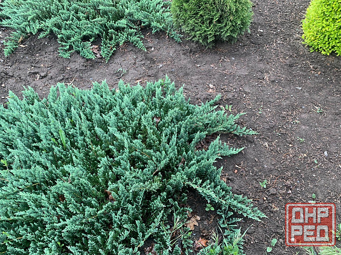 Можжевельник Донецк - изображение 1