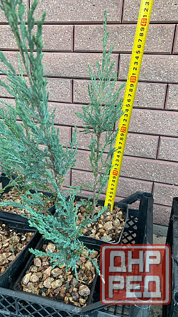 Можжевельник Донецк - изображение 2