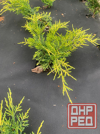 Можжевельник Донецк - изображение 4