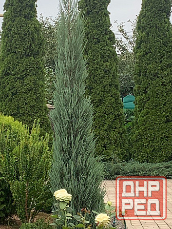 Можжевельник Донецк - изображение 3