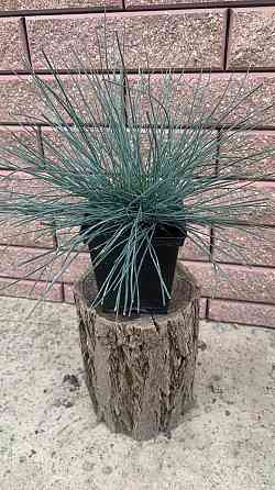 Овсяница Донецк