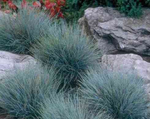 Овсяница Донецк